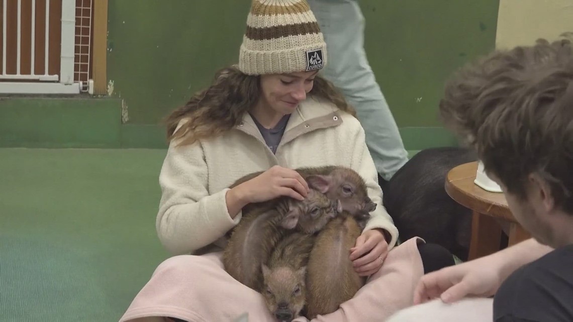 Customers cuddle with pigs in Tokyo café | newscentermaine.com