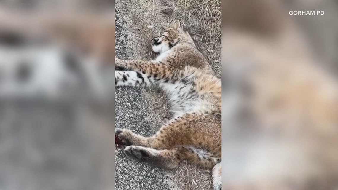 Bobcat in Gorham, Maine, rescued after being hit by car ...