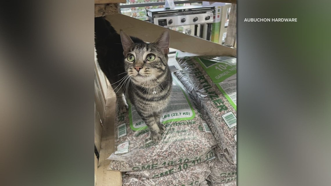 Maine hardware store seeks help in naming new cat