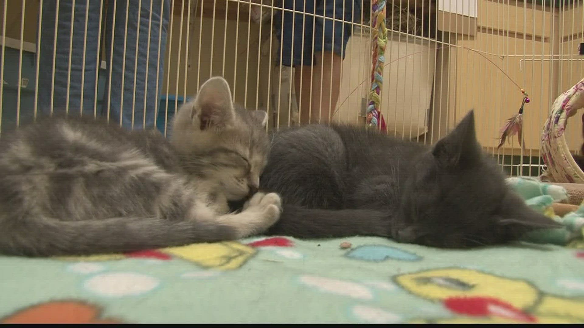 Clear The Shelters Day
