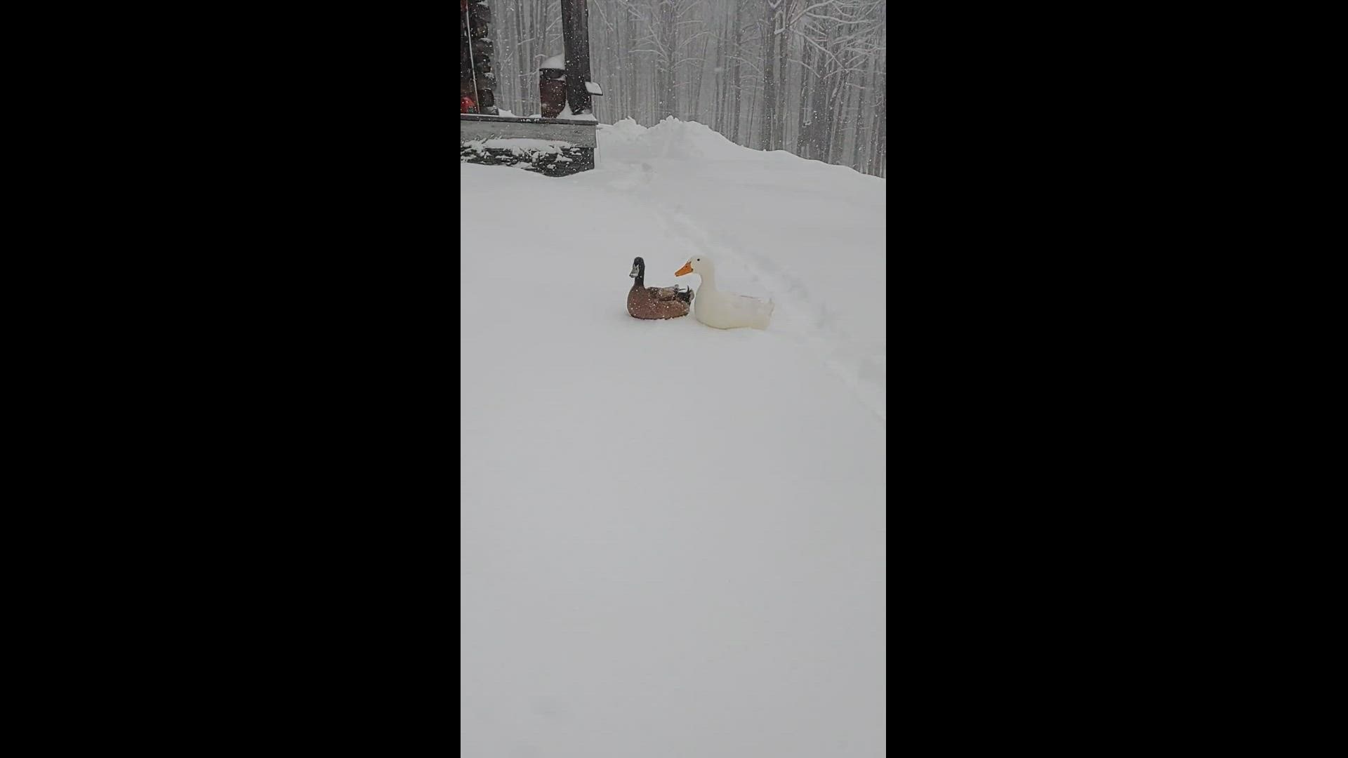 My ducks enjoyed today's snowstorm!
Credit: Heidi Varle