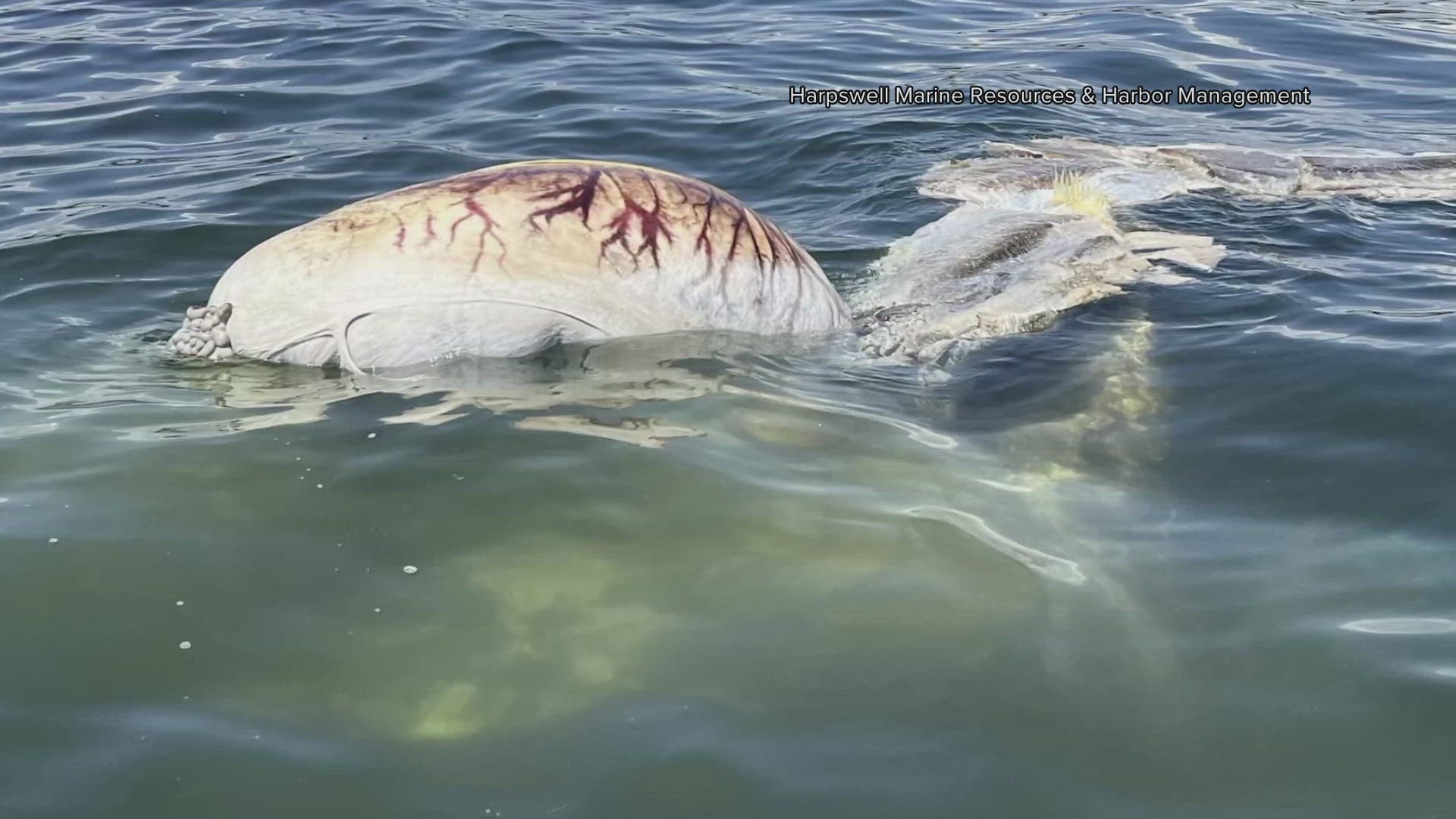 In an update, officials said Marine Mammals of Maine believes the animal to be a shark species.