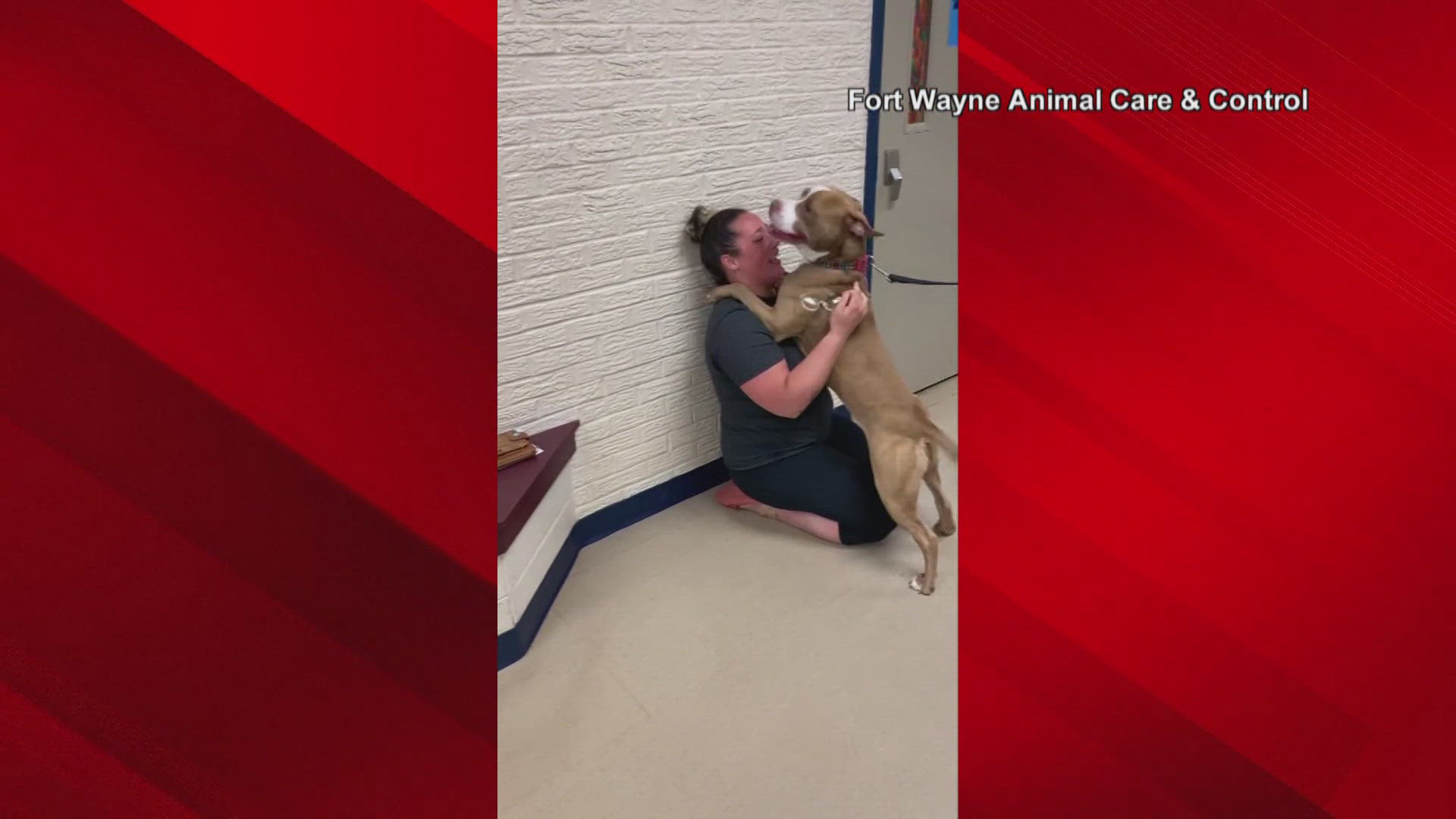 Dog and owner reunited after being apart for two years ...