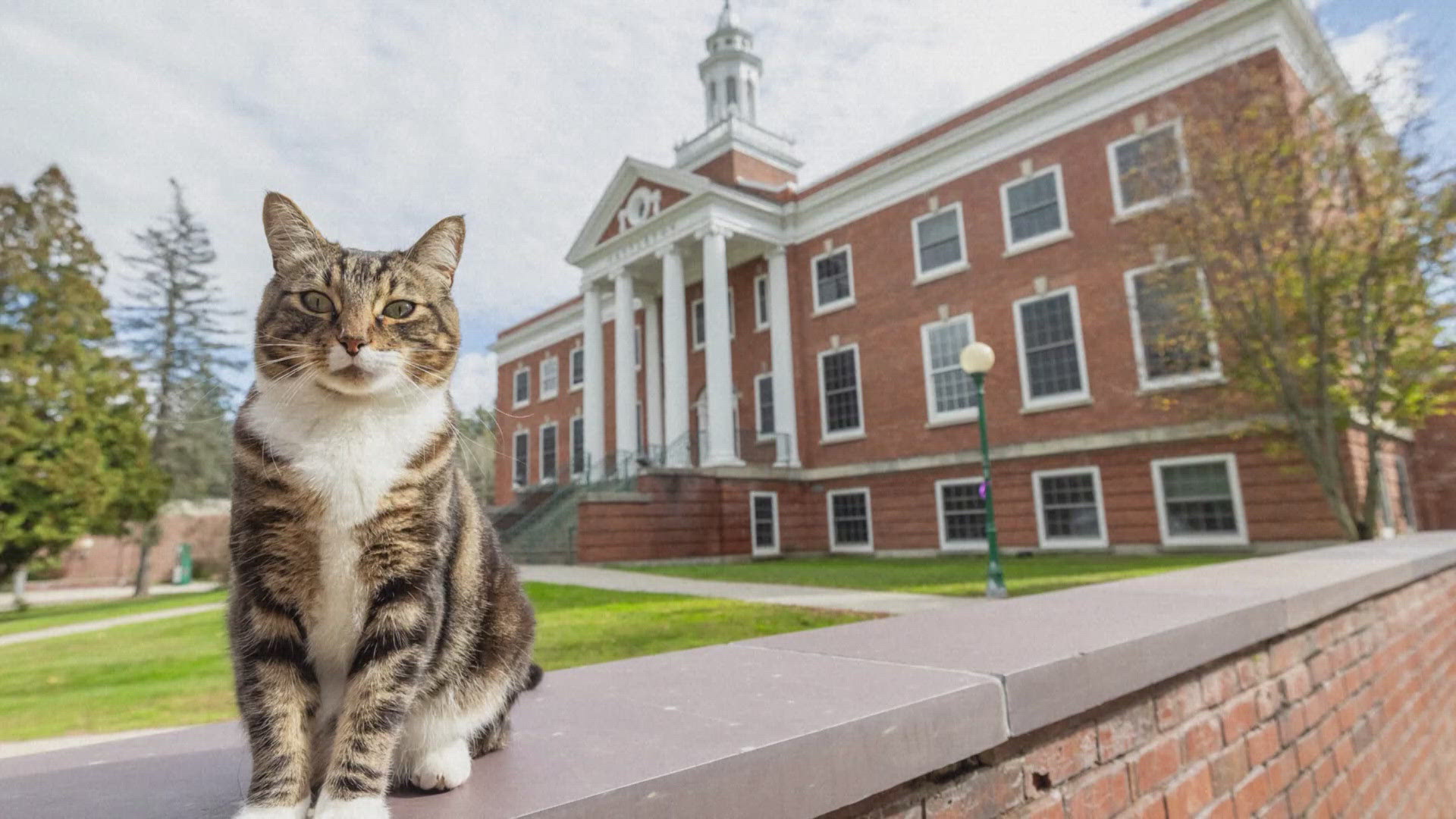 Max the cat lives with his family in a house near Vermont State University. He's been meeting students and making friends for about four years.