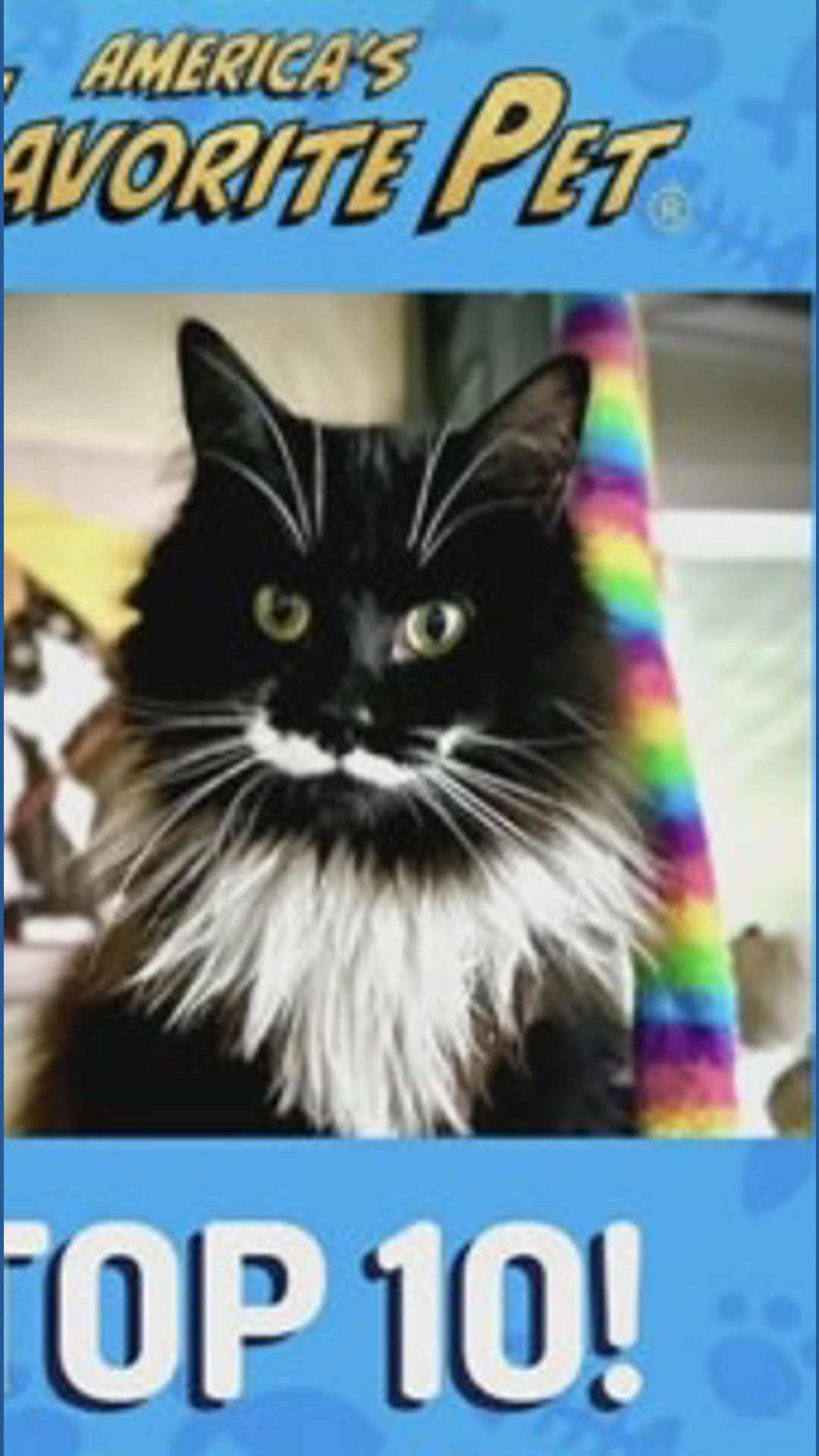 Scarborugh Surf Cat Scarborough cat in the running for 'America's Favorite Pet ...