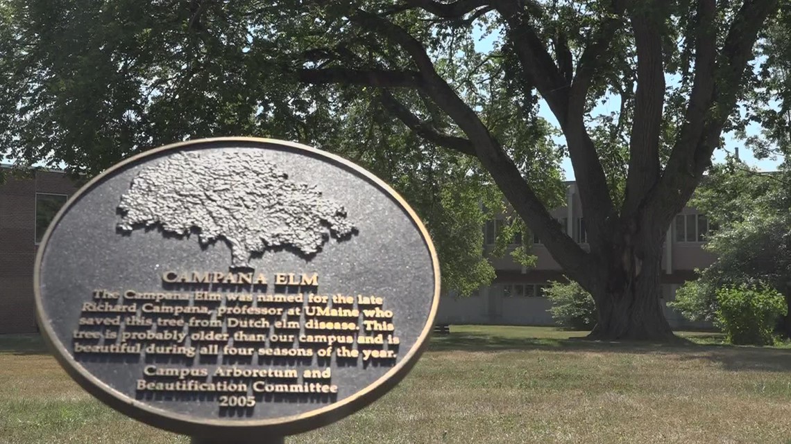 Historic Campana elm tree on UMaine campus gets cut down - Vimarsana News