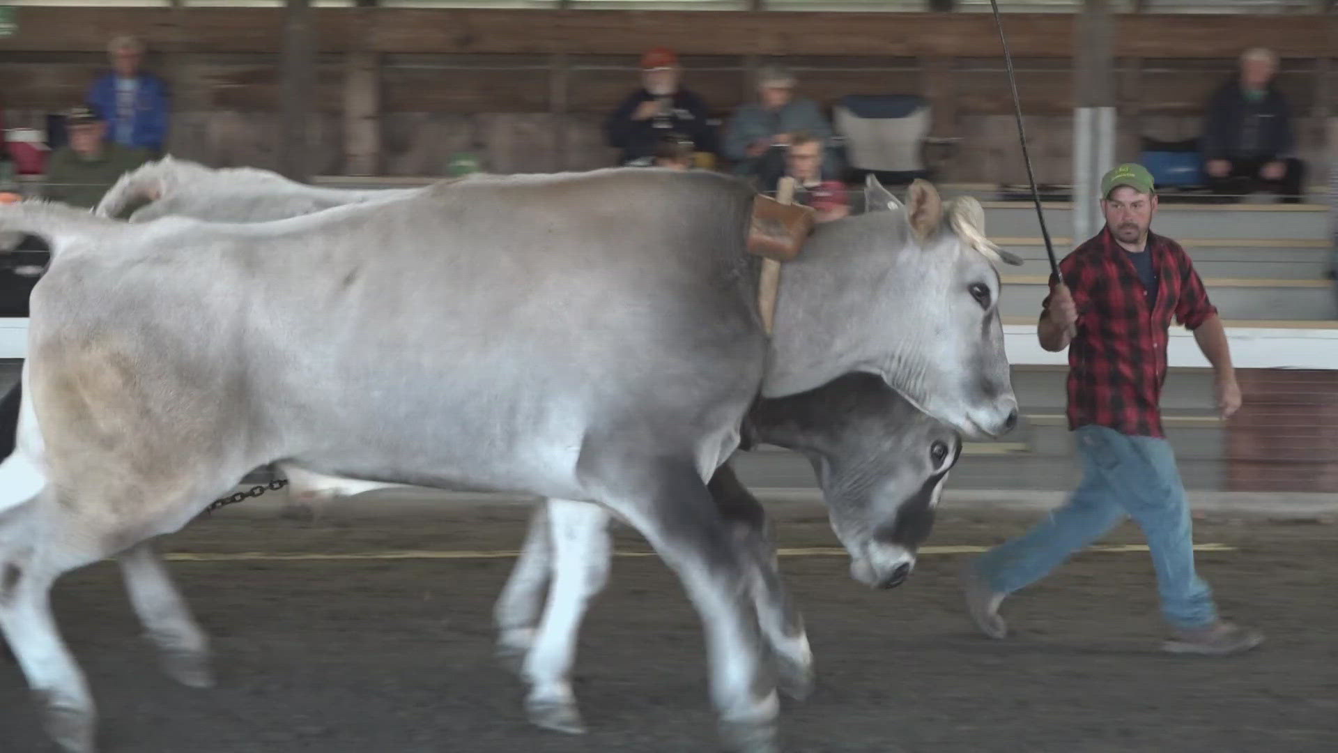 Organizers say at least a dozen exhibitors are opting to leave the Cumberland Fair early.
