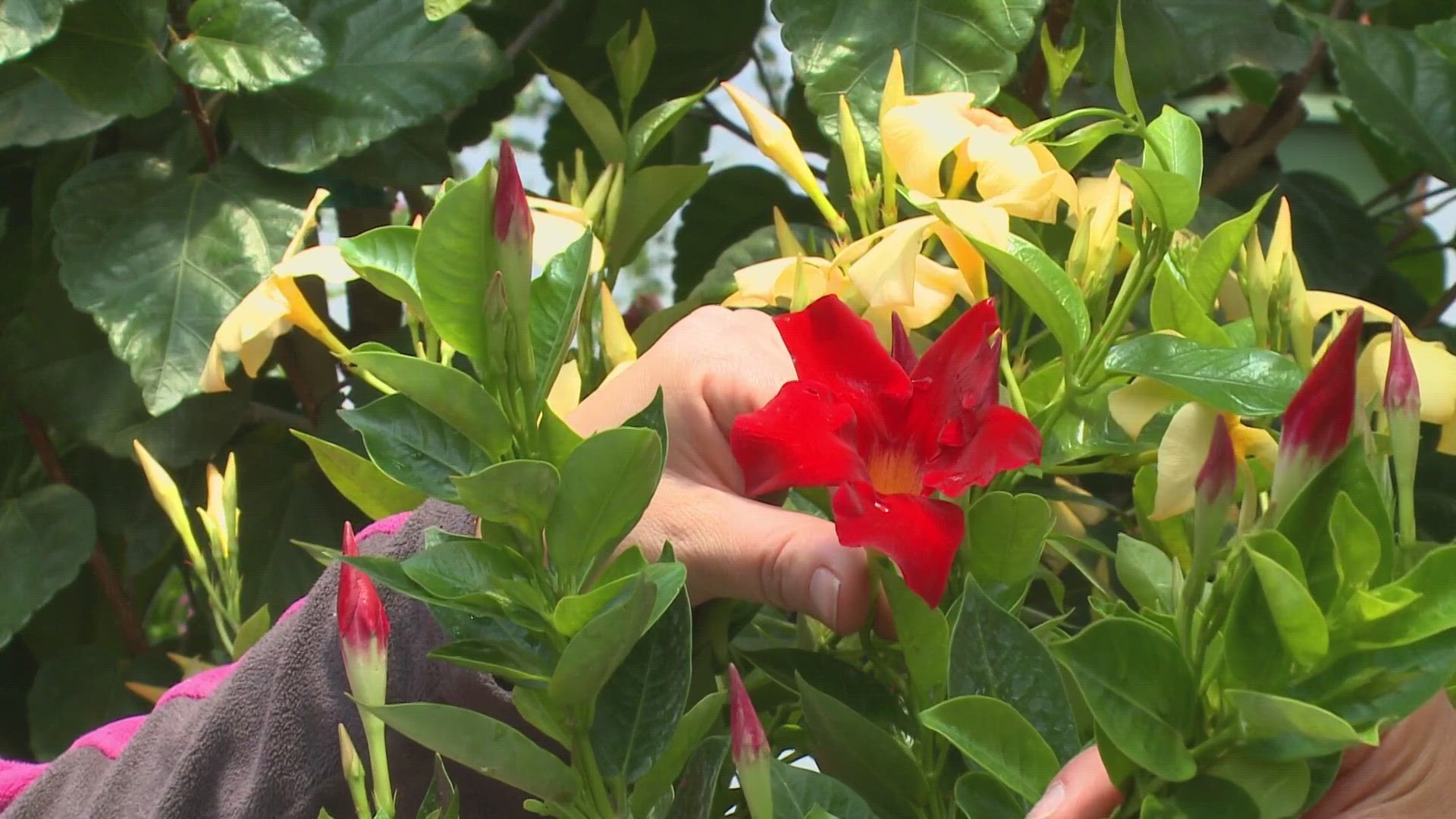 On this week's Gardening with Gutner, Todd visits Young's Greenhouse to learn more about keeping tropical plants in Maine.