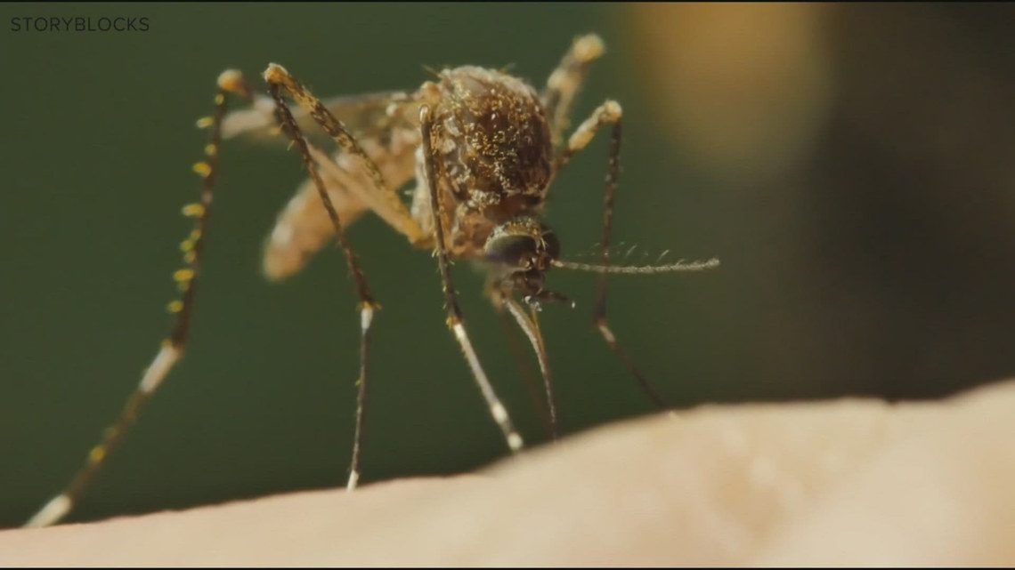 バクストンのカラスは西ナイルウイルスに対して陽性であると町は言う