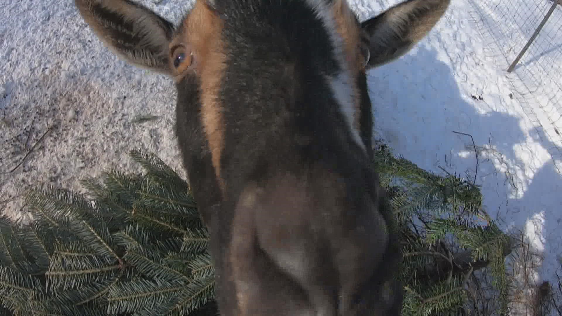 Iron Leaf Farm in Litchfield is collecting Christmas trees to feed to its goats. Evergreens have a number of health benefits, like nutrients and antioxidants.