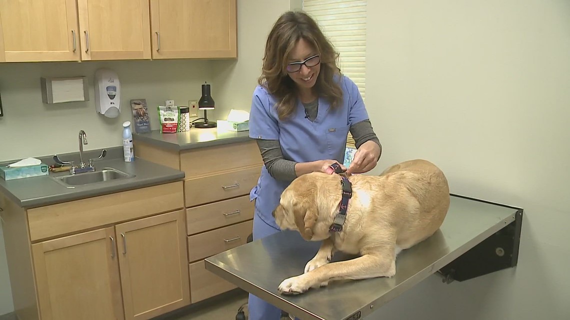 Cases of tick-borne diseases in pets spiking in Maine