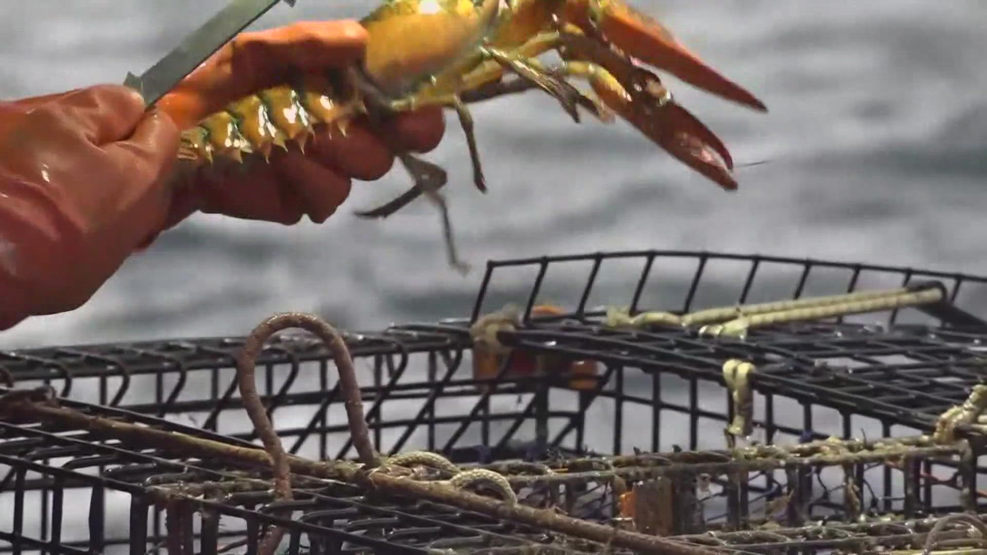 The Massachusetts Lobstermen's Association said the closure of 200 square miles of Massachusetts Bay, which started Feb. 1, is illegal and will cause economic harm.