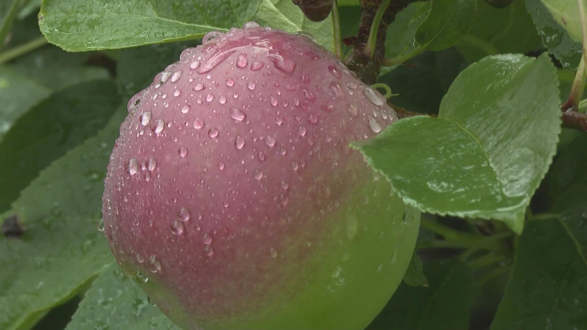 Monday's rain brought moisture to Maine, half of which had faced drought conditions for much of the summer.