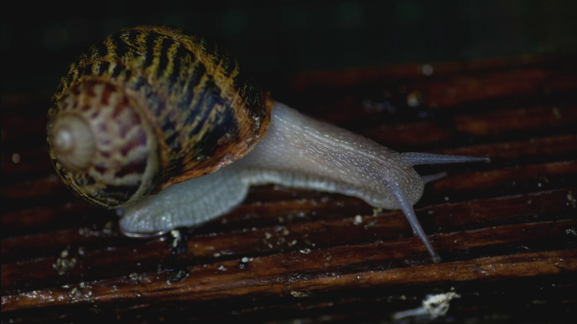 Scientists research snail mucus for applications across diverse sectors