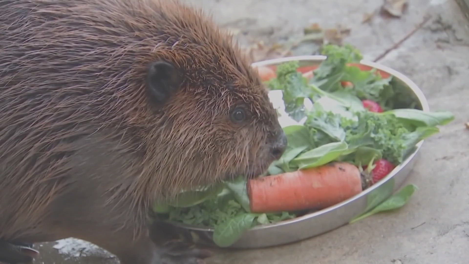 A Massachusetts rescue center made the case that Nibi is an educational animal, but the state ruled it has to be released. A court hearing has been scheduled.