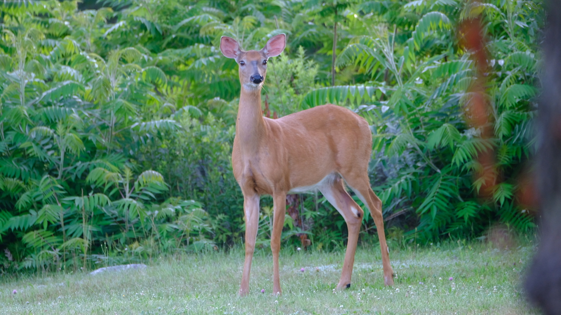 As deer hunting season approaches, a record number of permits are expected to be granted