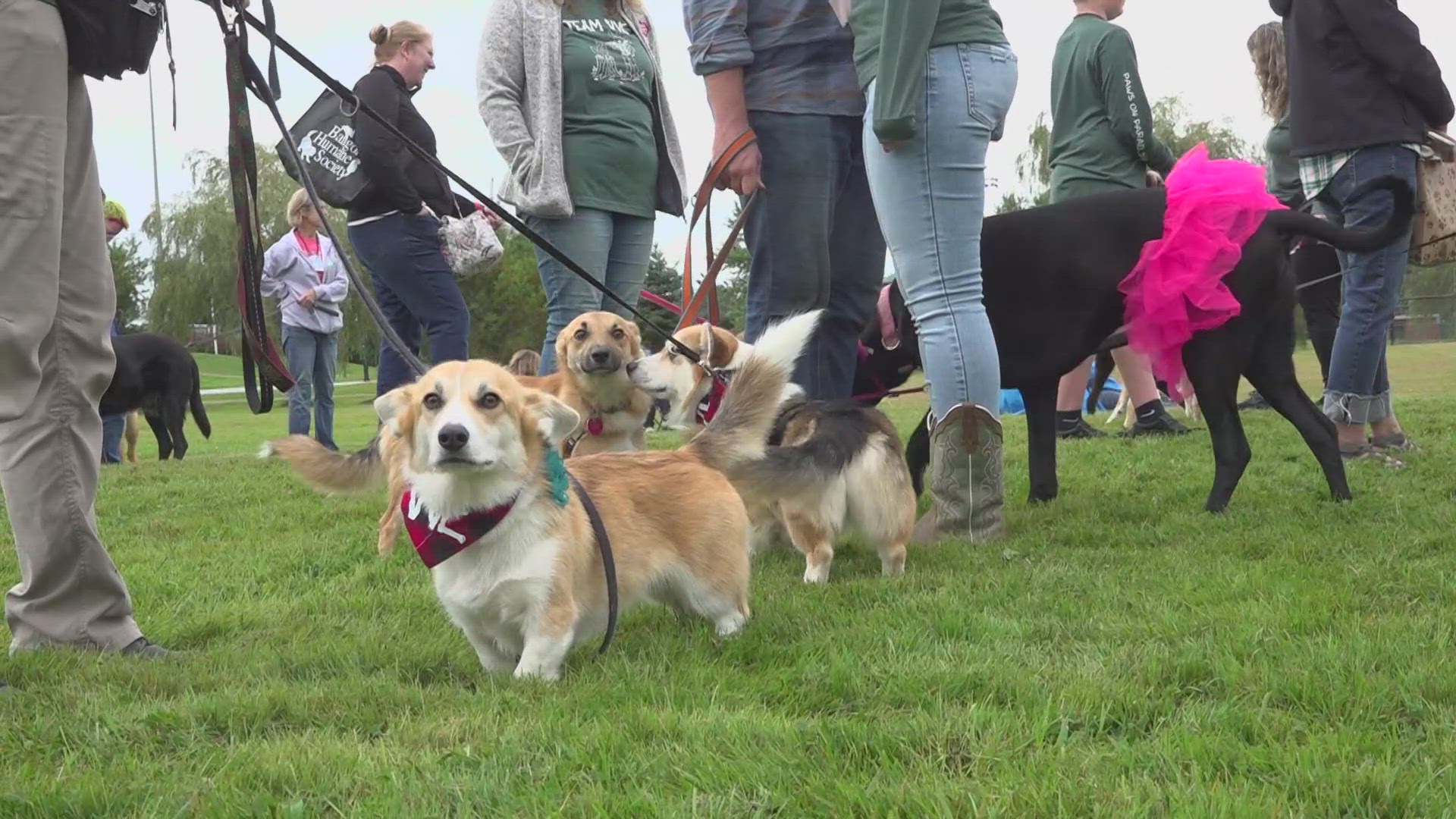 According to event organizers, the theme for this year's event was "Paw Bunyan," with attendees and their pets encouraged to dress up as the iconic lumberjack.