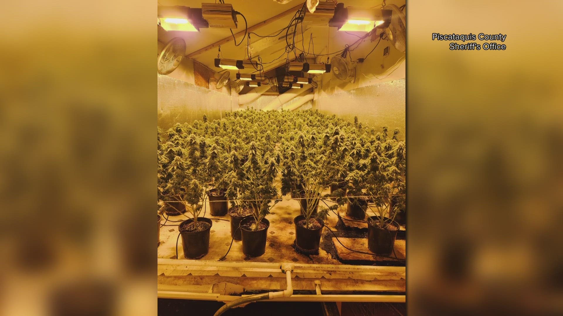 Officials said they served multiple search warrants at homes in Sangerville and Guilford. In total, 2,200 marijuana plants were seized.