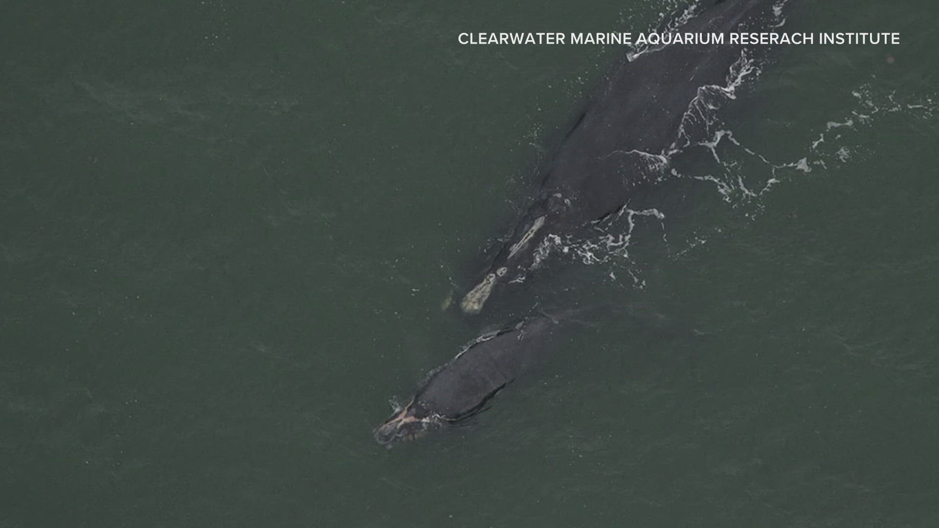 A North Atlantic right whale was found dead 50 miles offshore of the Back Bay National Wildlife Refuge in south Virginia Beach.