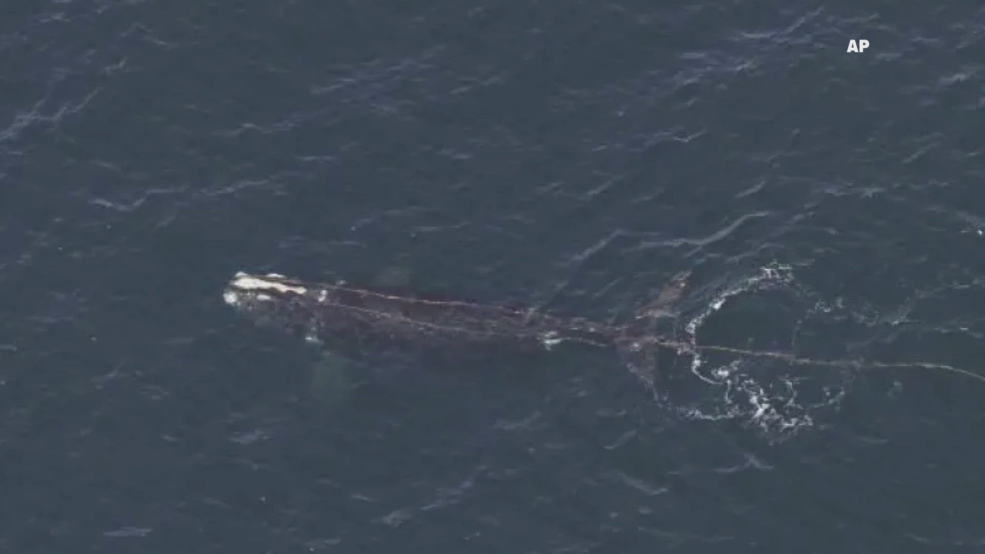 The entangled whale was seen Tuesday about 50 miles south of Rhode Island's Block Island, the National Oceanic and Atmospheric Administration said.