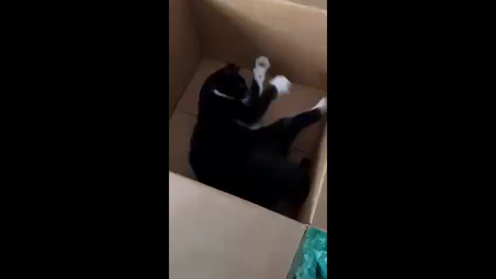 Lucy just jumped in the empty box and started chasing her tail.
Credit: Elizabeth