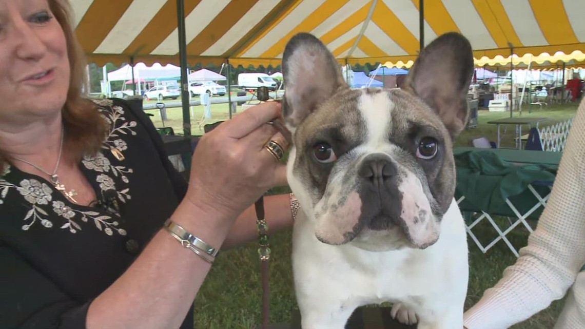Maine's largest annual dog show is this weekend at the Cumberland Fairgrounds Part 2