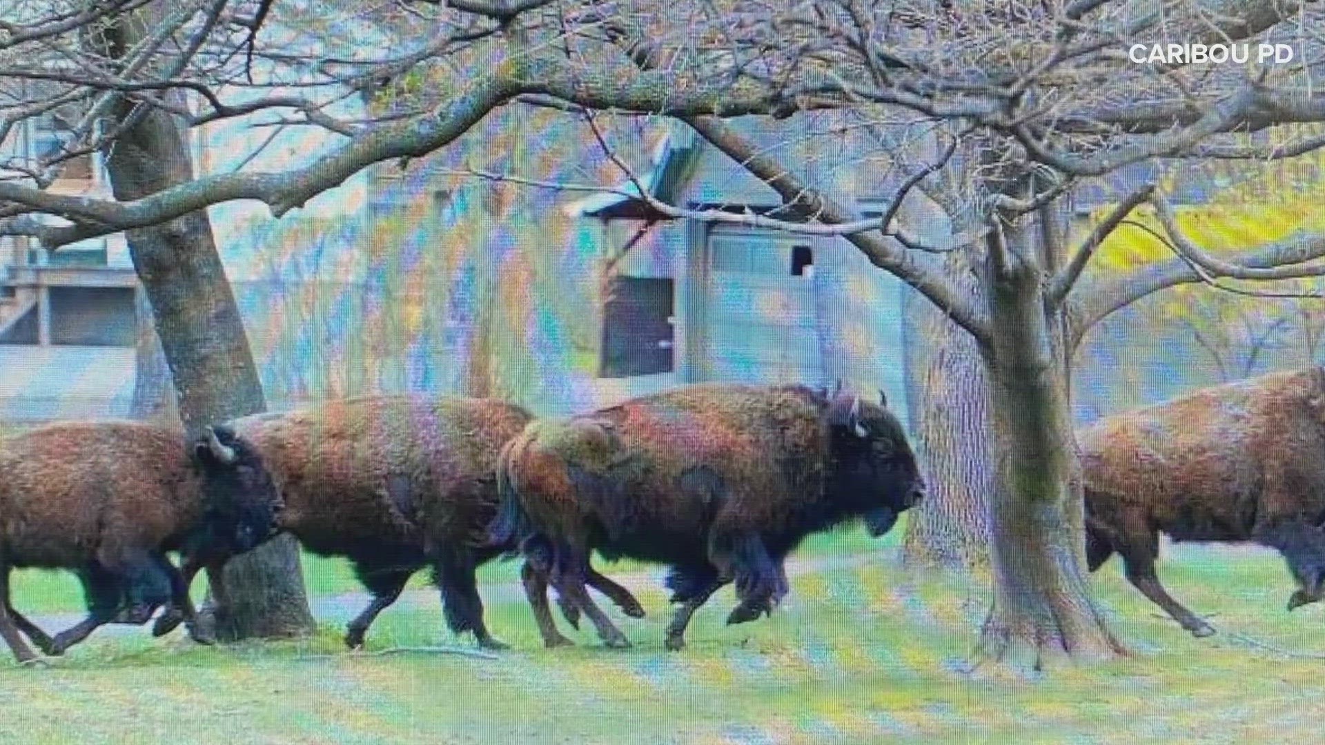 Caribou police reported at least eight bison roaming in the area of Dow Siding Road and East Presque Isle Road Tuesday afternoon.