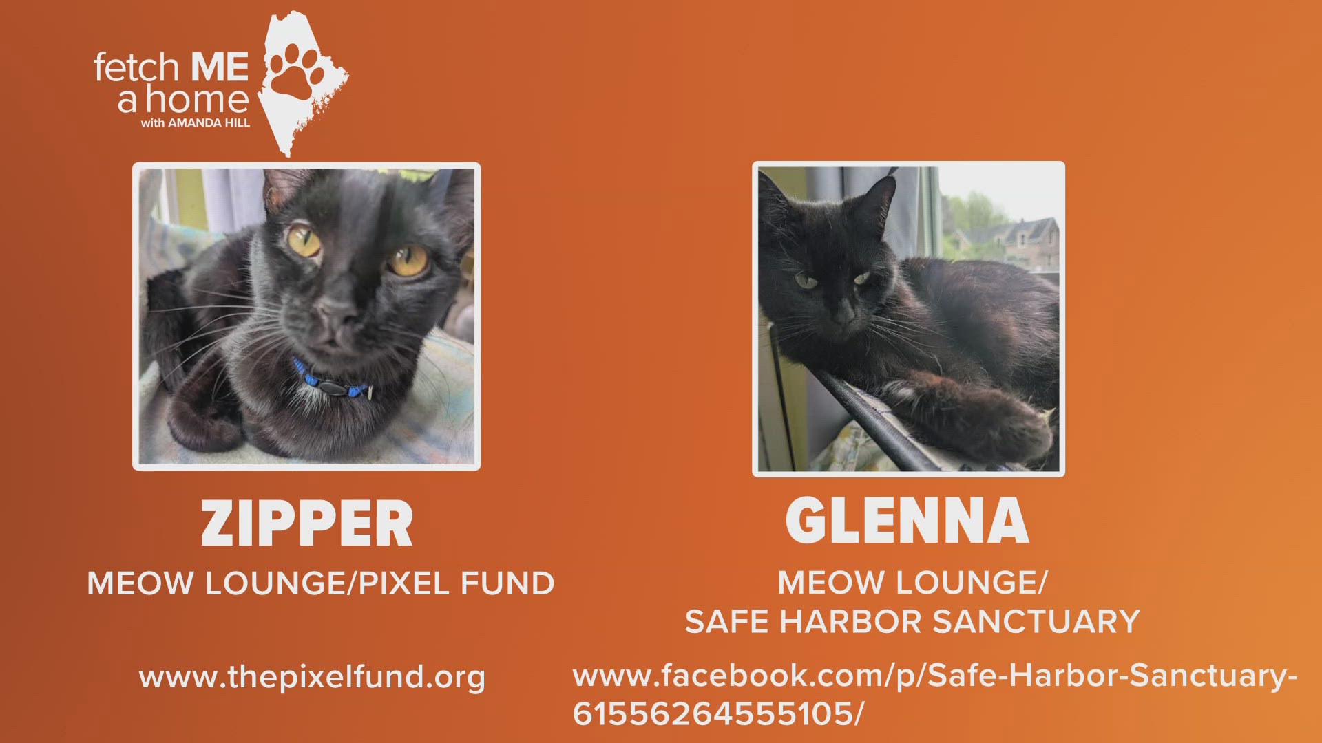 Meet two young black cats with plenty of kitten energy!