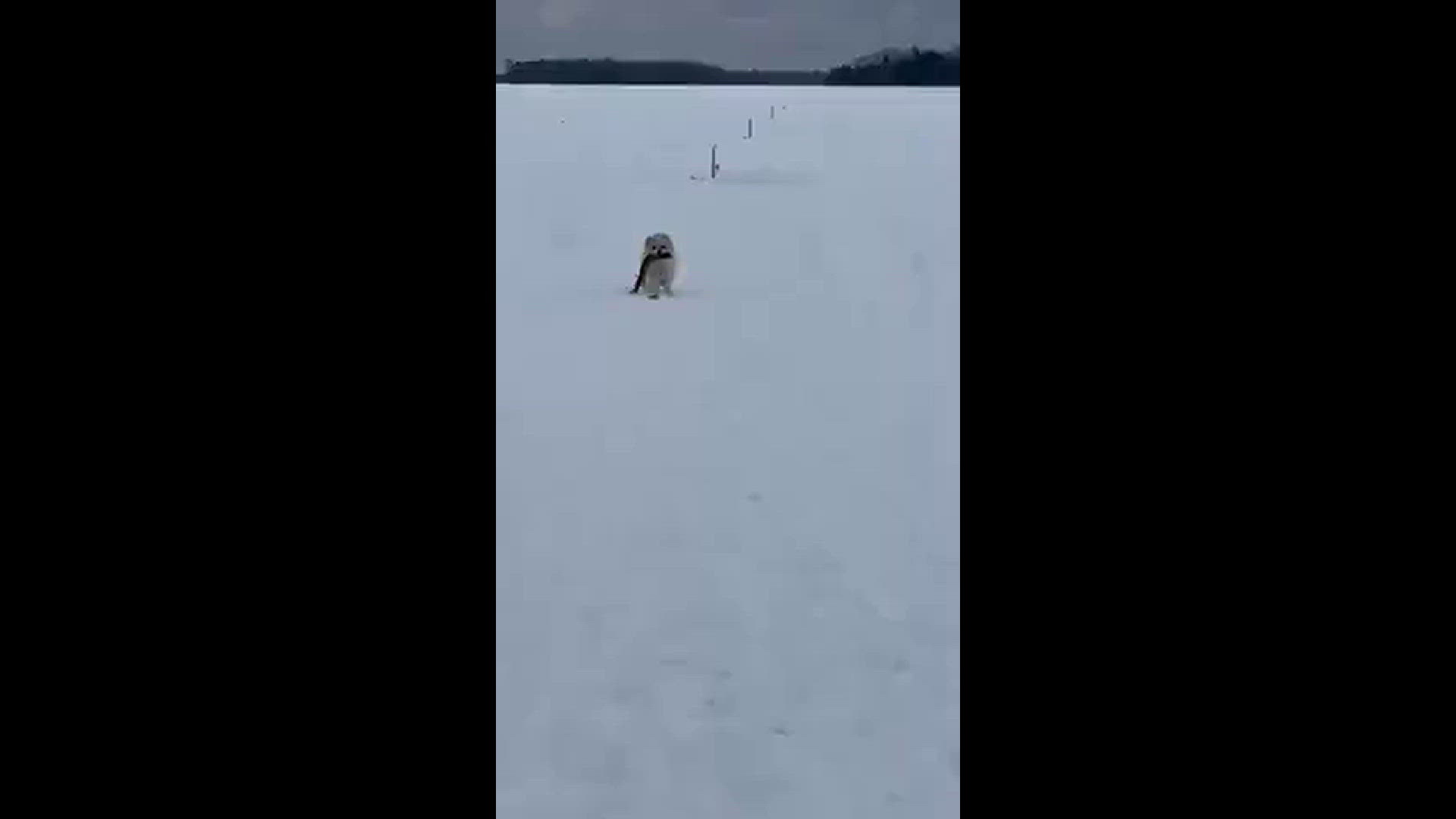 Marc Rancourt Fish dog? | newscentermaine.com