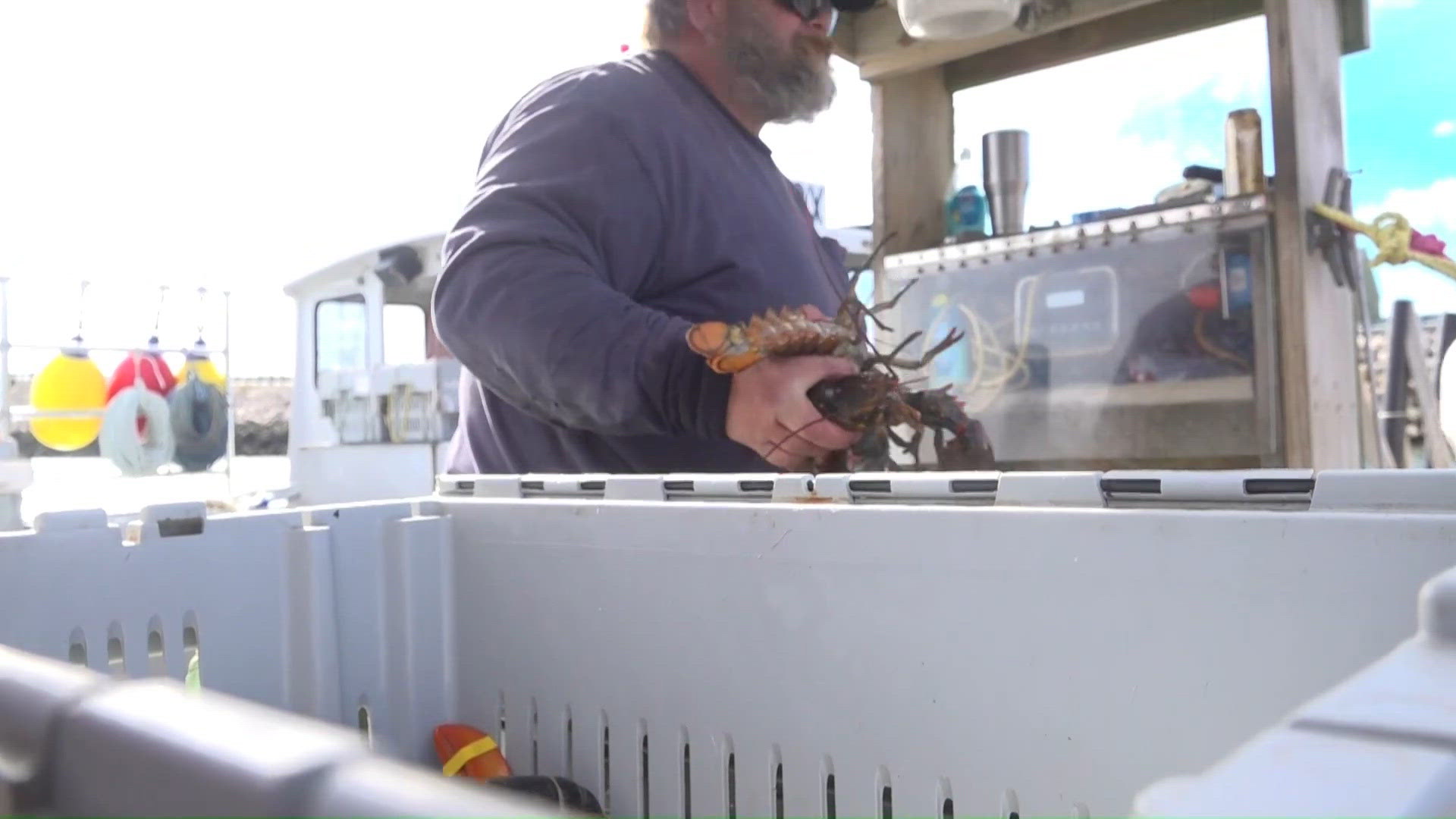 Charter boat hauls in 1,260-pound blue marlin believed to be East Coast ...