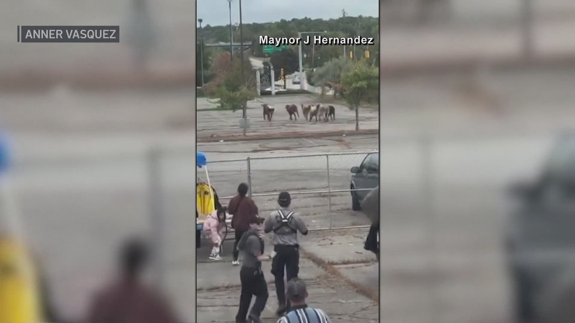 The animals charged through the crowded parking lot, knocked down fencing, bumped against a tent, and rumbled toward busy U.S. Highway 1.