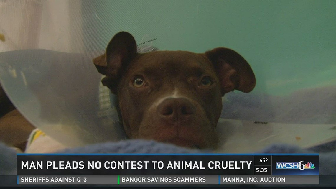 Man pleads no contest to animal cruelty | newscentermaine.com