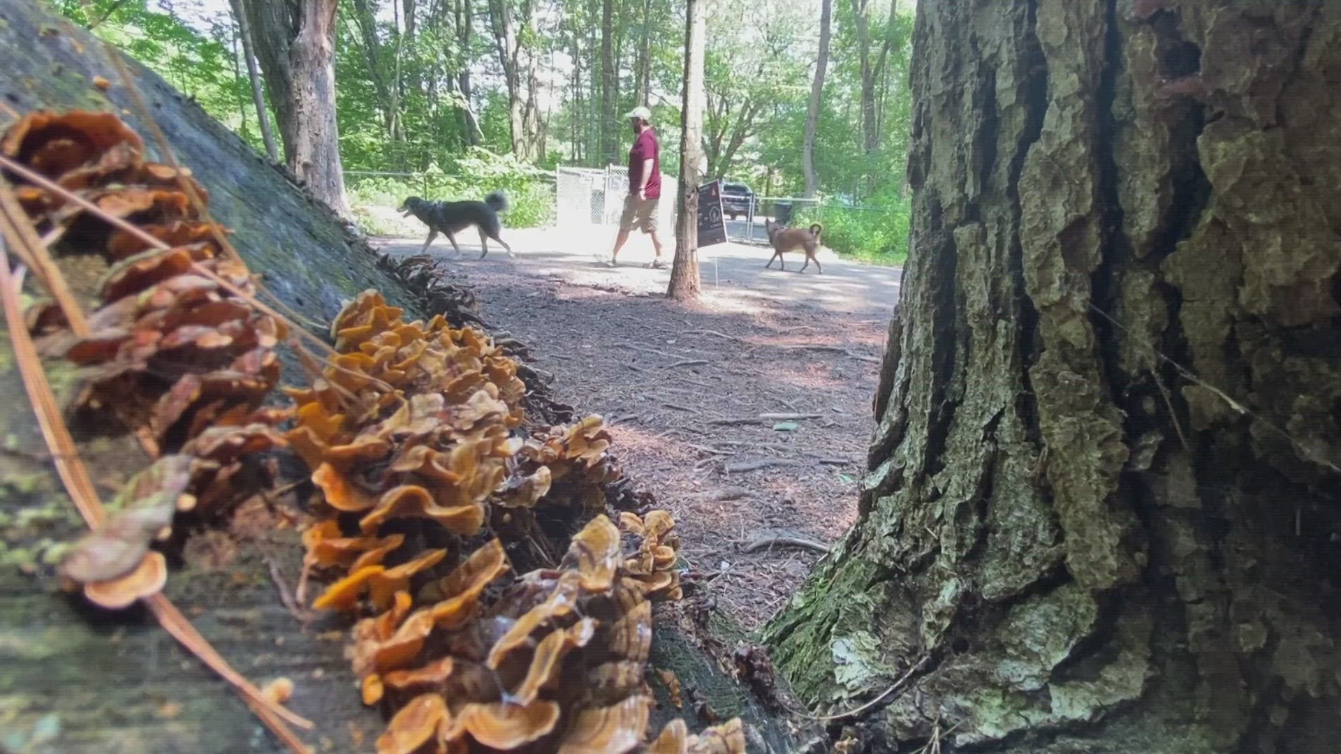 If your dog eats a mushroom and feels sick, it's best to take them to the veterinarian. After the rainy spring and summer, more mushrooms are expected.