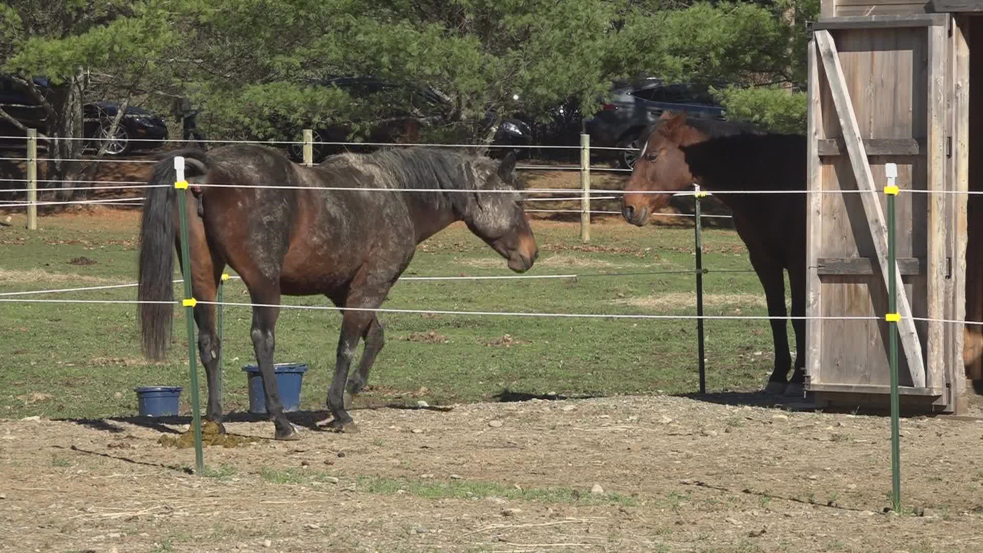 The nonprofit is hoping to raise funds to cover costs of it's equine activities and programs as well as animal care.