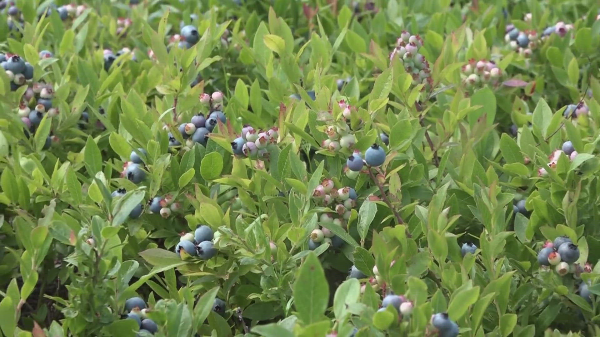 The goal of the experiment is to find ways that wild blueberry growers can adapt to more extreme weather patterns.