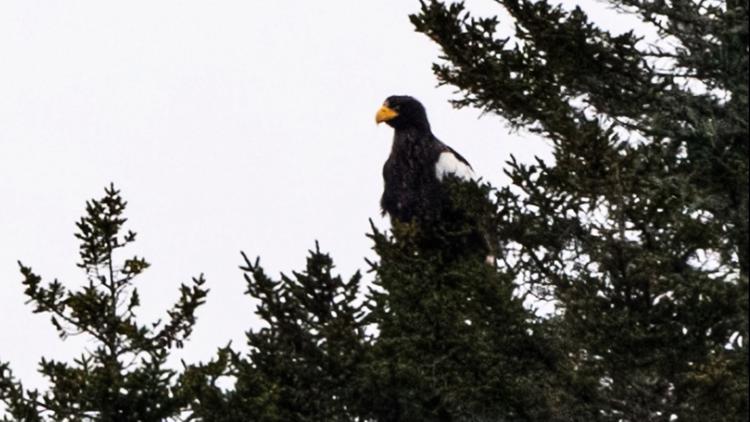 Rare Steller's sea eagle spotted in midcoast Maine