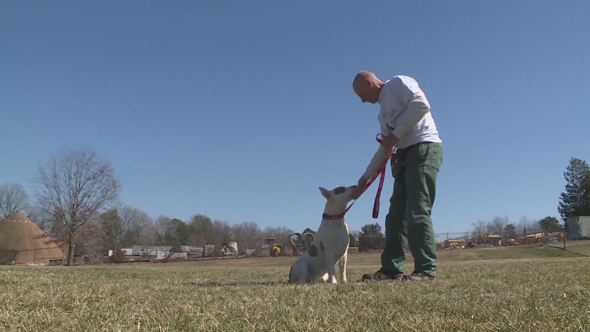 New leash on cheap life dog training