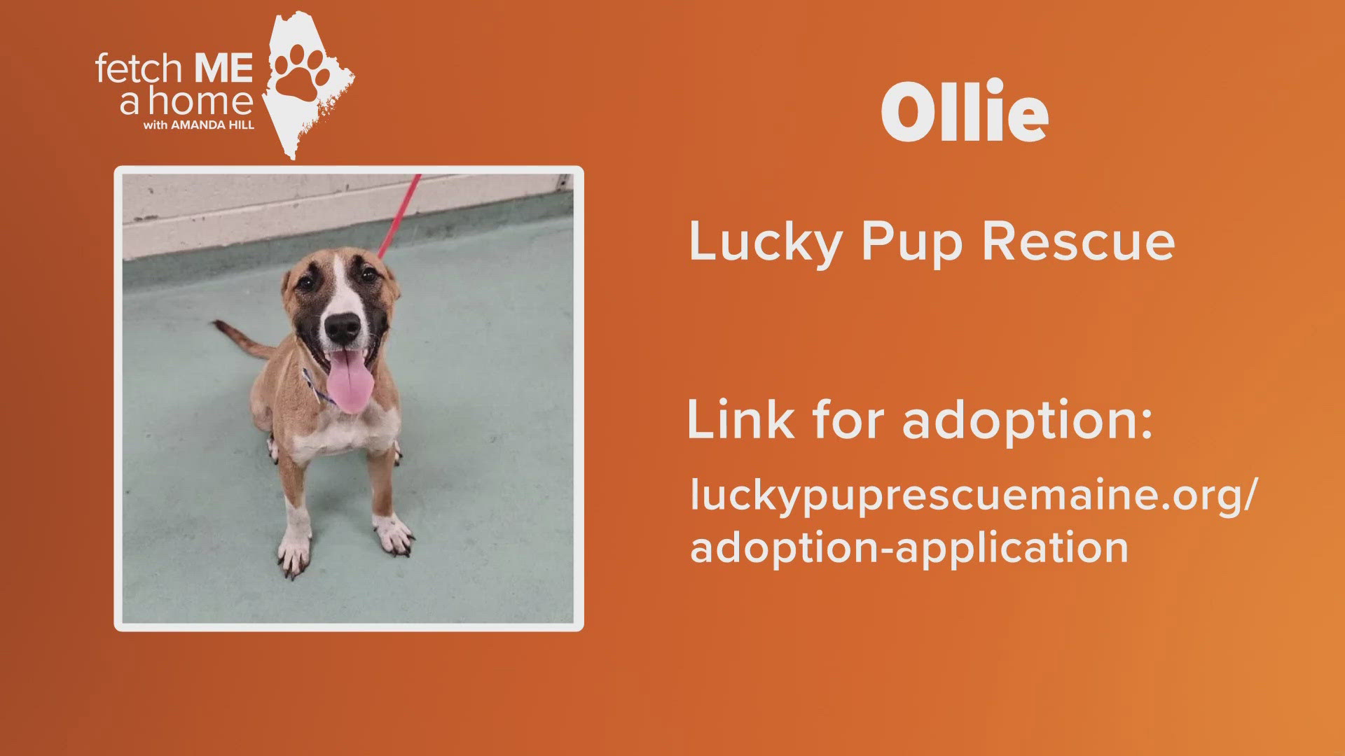 Ollie is a 3-year-old dog with a lot of energy, and a marking on his neck that looks just like the state of Maine!