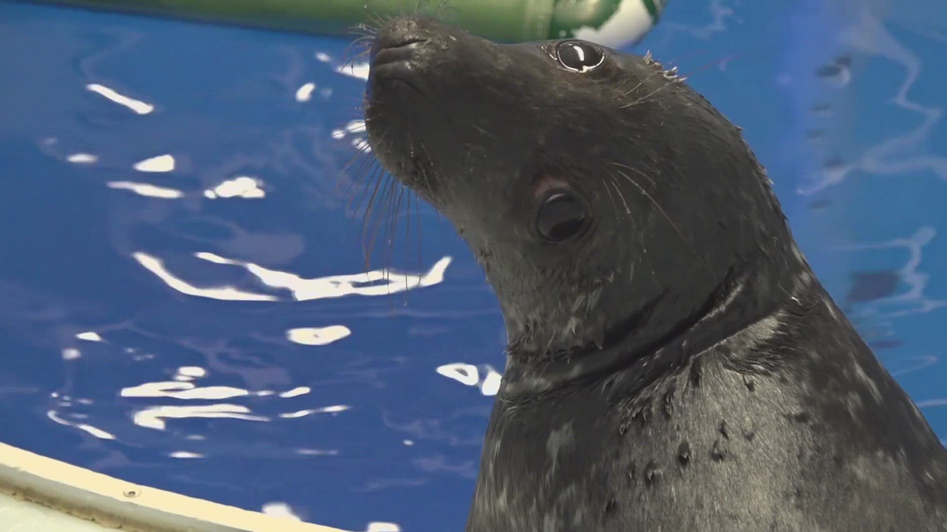 Out of 41 seals tested for avian flu in a recent study, nearly half tested positive.