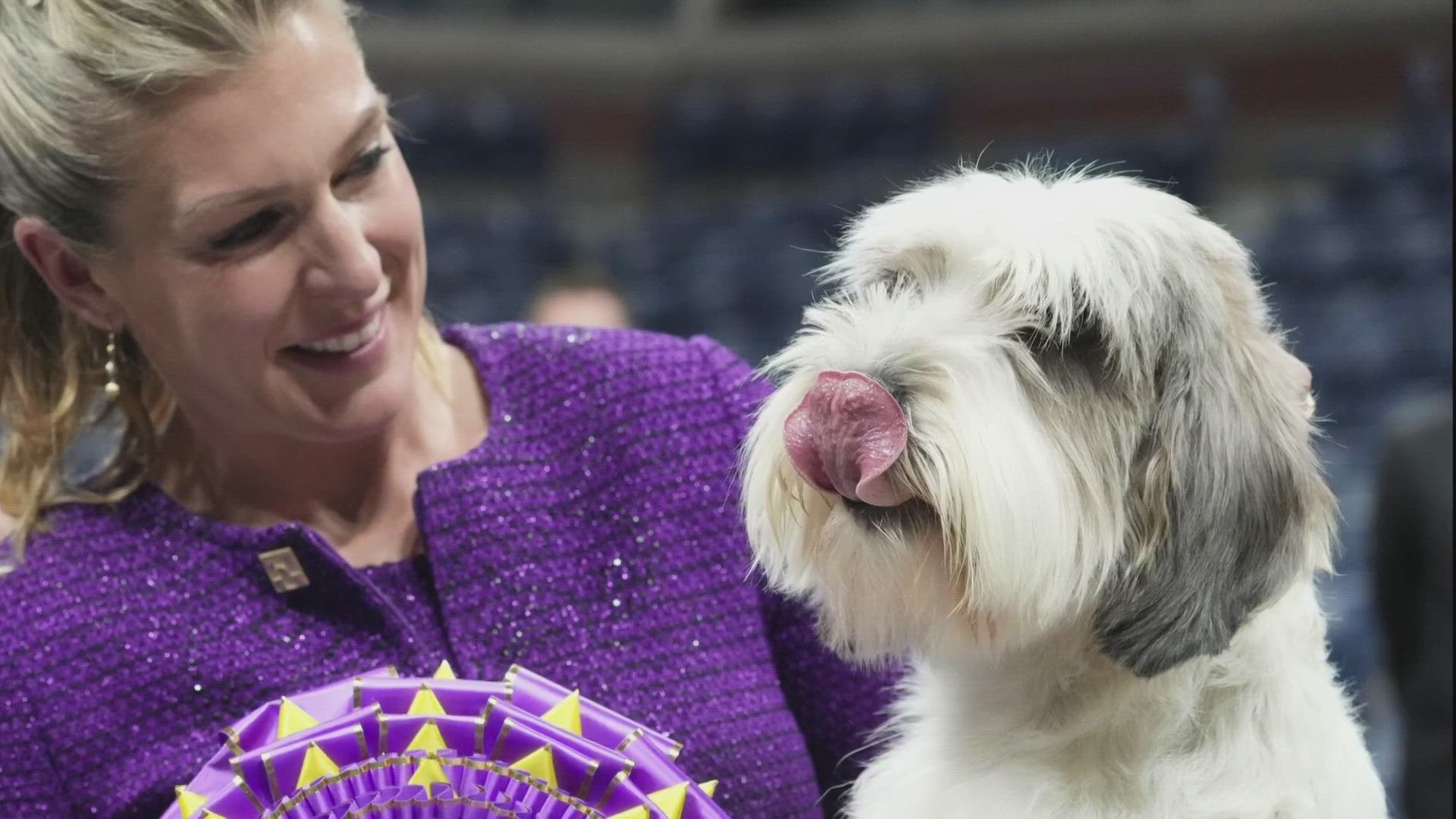 what dog was best in show 2019