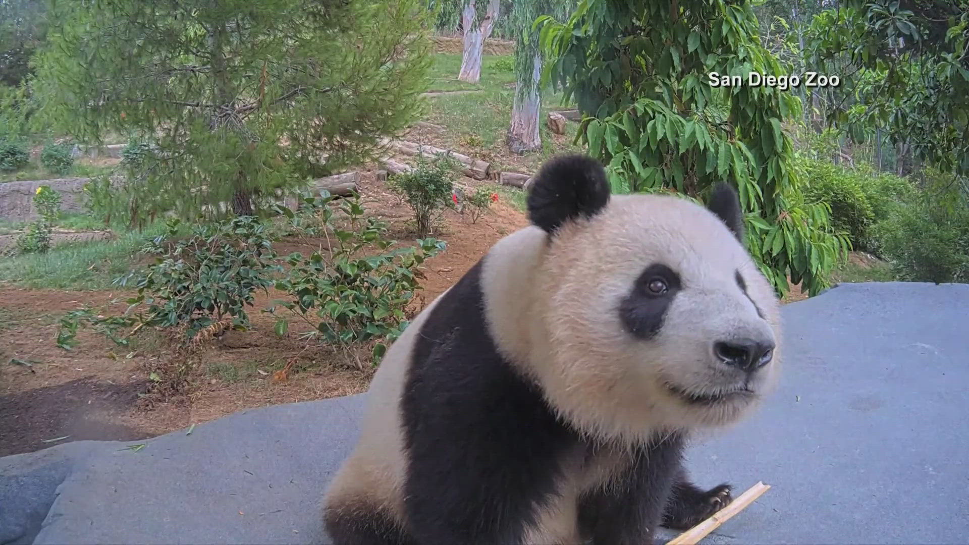 To see the cameras go to sandiegozoo.org/livedashcamera