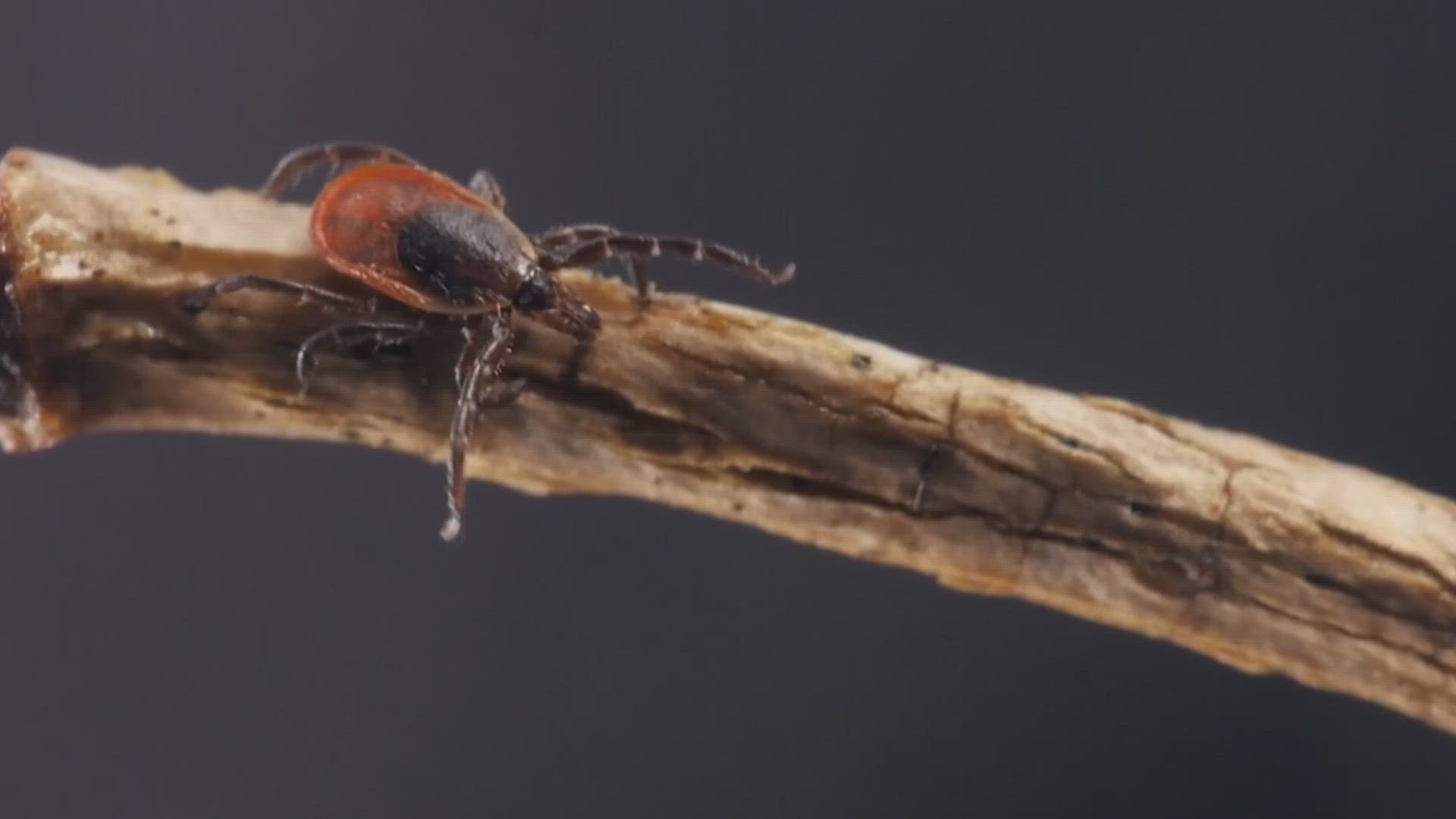 Many people connect deer ticks with summer, but the blood-sucking parasites can be the most active right now.