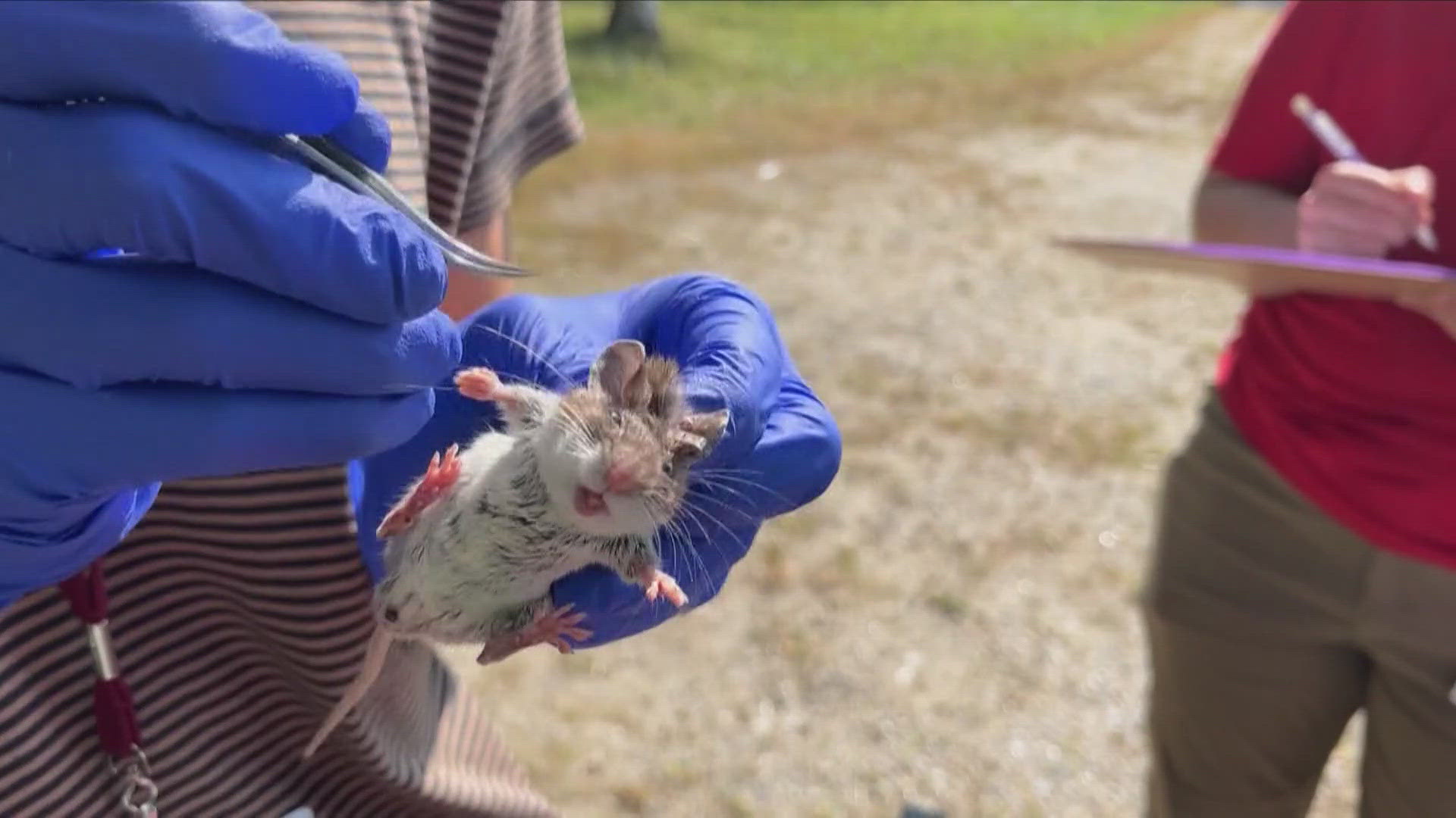 Scientists are trying to determine if shrews and voles are helping spread the potentially deadly tickborne illness.