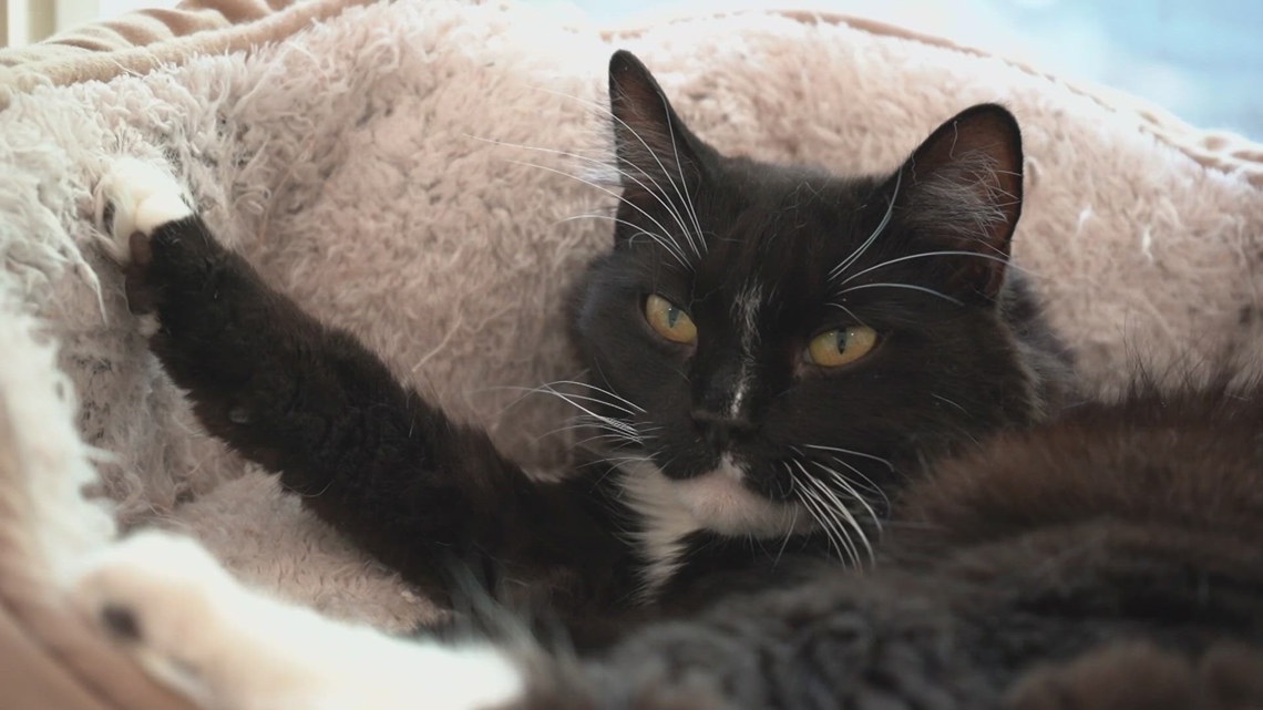 PALS No-Kill Cat Shelter faces closure amid financial struggles; 100 cats at risk