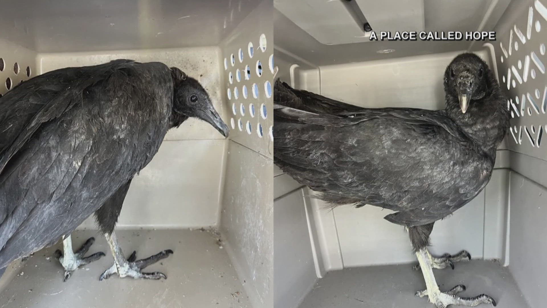 After a slew of tests, staff at an animal rehab center determined the vultures weren't sick. They were just drunk. They were given fluids and a good night of rest.