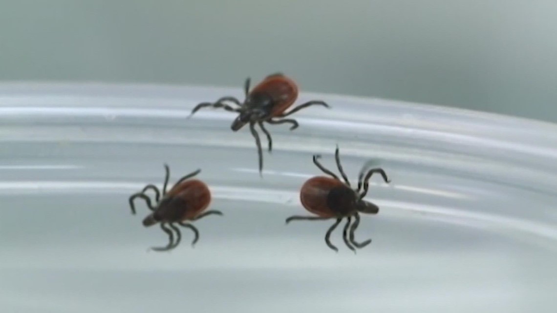 Tick week: Two vaccines against Lyme inch closer to reality