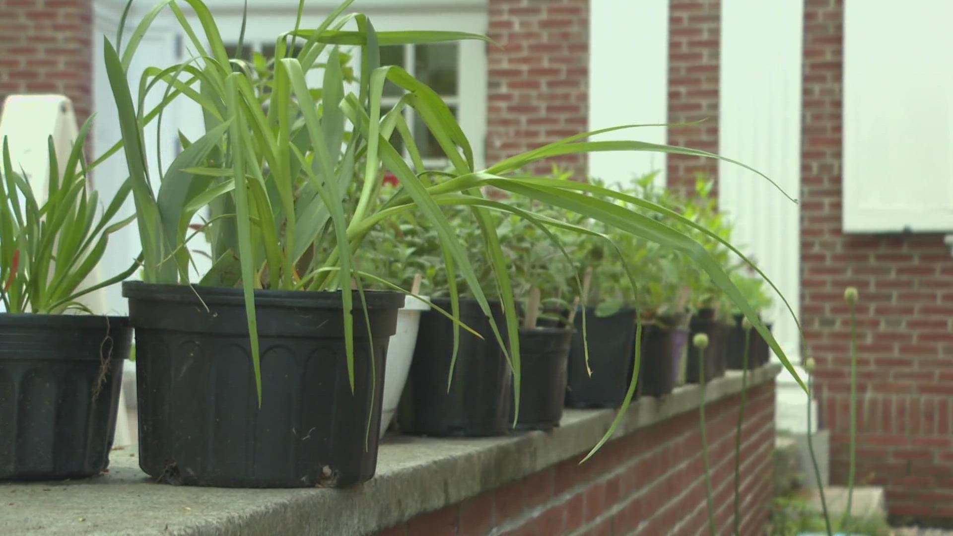 The library uses fundraisers throughout the year to keep its services free to the public. Anyone who makes a donation this week will get a plant in return.