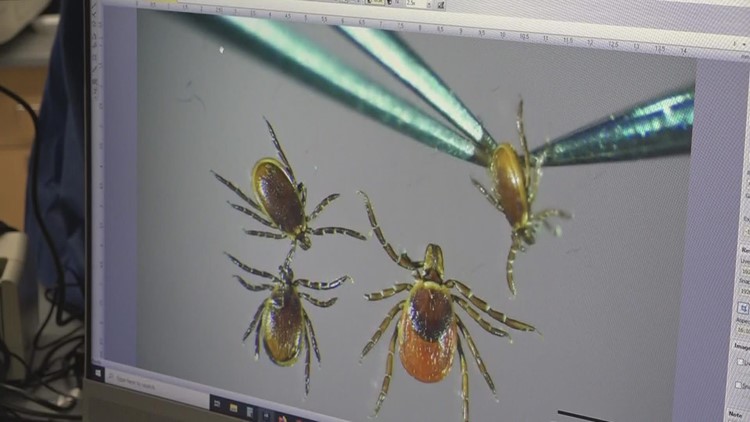 Maine property owners report finding nearly twice as many ticks in 2021 than 2020