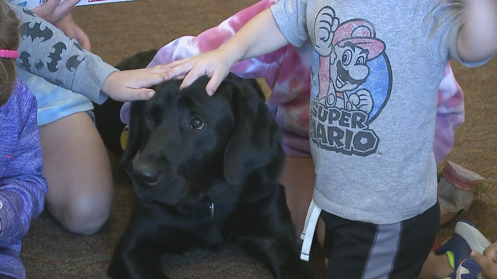 Kelley Brown, a second-grade teacher at the Molly Ockett School in Fryeburg, raised Flint as a puppy in her classroom. Now, he's a full-time therapy dog.