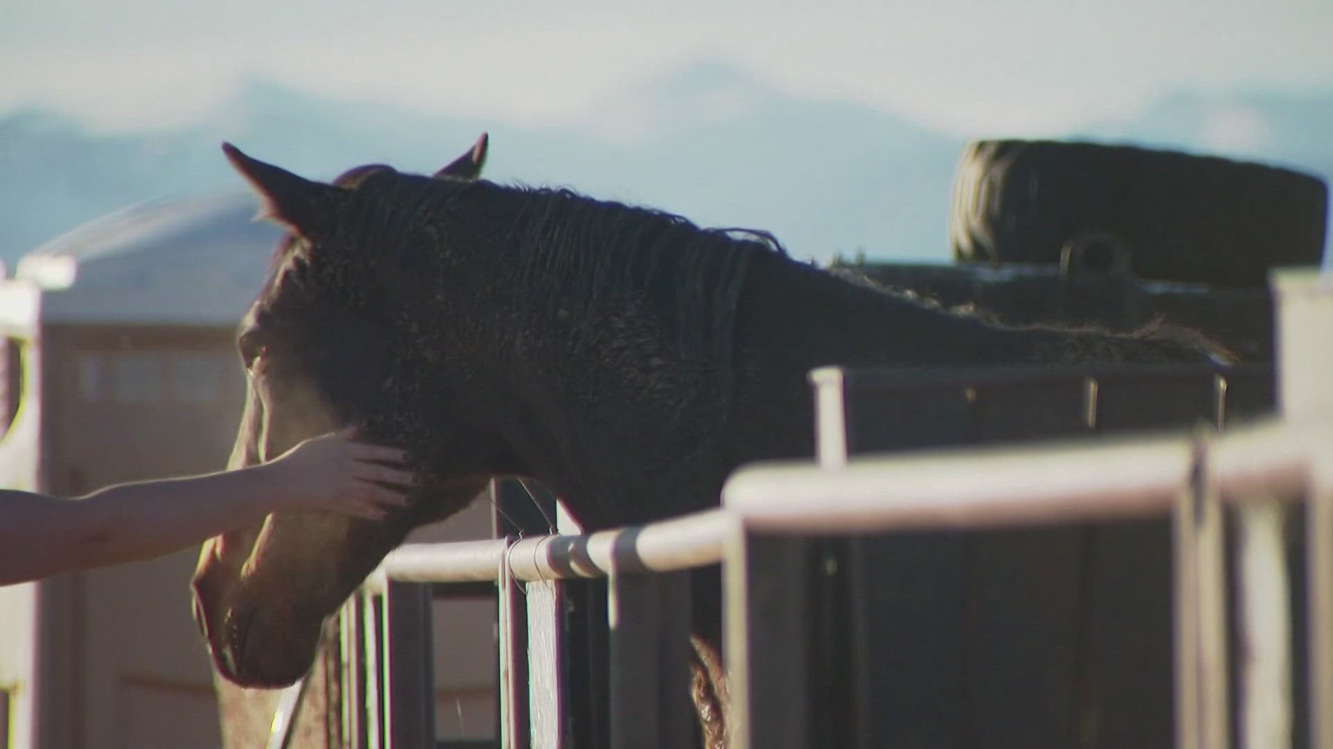 Equine therapy is in demand, and in recent years, both therapists and horses have built strong connections to serving veterans.